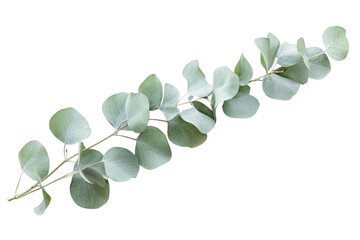 Obraz premium Delicate Eucalyptus Branch - Nature's Gentle Art . Transparent background PNG