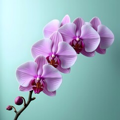 Obraz premium A Serene Harmony: Purple Orchids in Soft Suspension