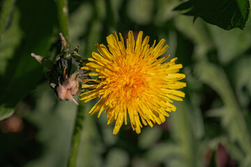 Close-up of a vibrant, full bloom dandelion on green foliage, captured in natural sunlight from a slightly elevated angle a