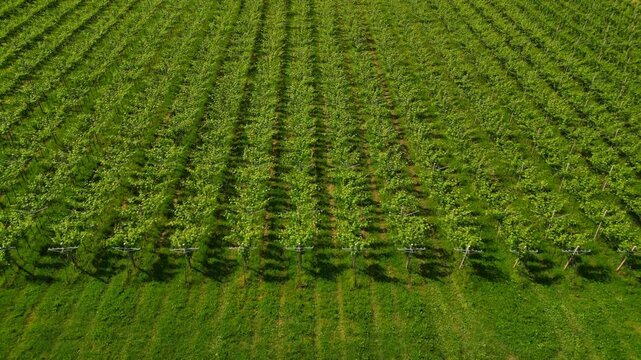 Aerial drone graphic geometric video of vibrant Italian vineyards in spring and summer. lush green fields, vine rows, and rolling hills &mdash; perfect for nature, seasonal, and travel content