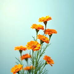 Fototapeta premium Marigold Bliss: Radiant Flowers on a Serene Blue Canvas