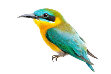 Fototapeta premium Stunning Colorful Bird in Profile View . Transparent background PNG