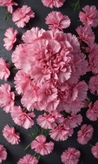 Obraz premium Pink carnation viewed from above, petals spread wide , top view, blossom, flower