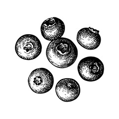 Blueberries ink sketch.