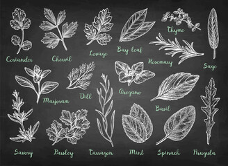 Collection of Chalk Herb Sketches