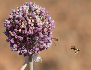 Avispa volando hacia flores rosas.