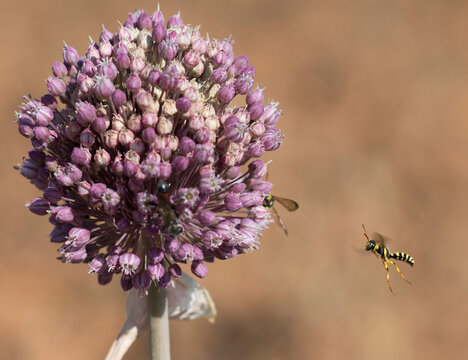 Avispa volando hacia flores rosas.