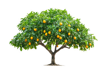 Orange Tree with Lush Fruits - A Stunning Nature Scene . Transparent background PNG
