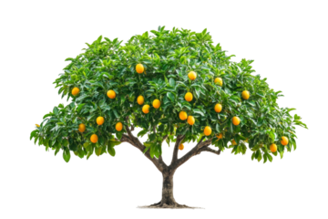 Orange Tree with Lush Fruits - A Stunning Nature Scene . Transparent background PNG