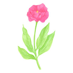 Fototapeta premium Hand drawn watercolor wildflower. Flower of the field isolated on white background. Can be used for postcard, label, scrapbook and other printed products.