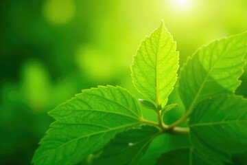 Fototapeta na wymiar Vibrant green leaves in sunlight, showcasing natural texture and color , organic, plant life