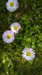 close-up captures a cluster of daisies (Bellis perennis) blooming in a lush green meadow. © Tais