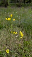Close-up of a blooming yellow rapeseed flower (Brassica napus) in a meadow. Bright spring wildflower with delicate petals, captured with soft background blur.