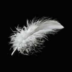 White feather resting on a reflective black background, creating a stark contrast