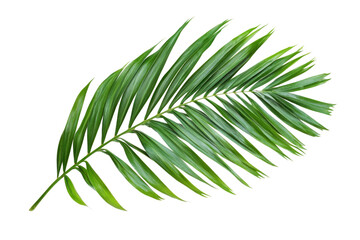 Stunning Tropical Palm Leaf . Transparent background PNG