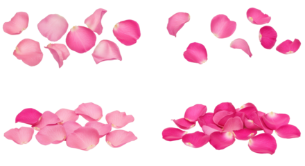 Scattered Rose Petals in Pink Hues on White Background