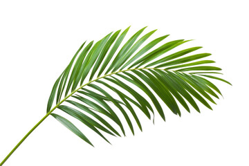 Stunning Tropical Palm Leaf Image . Transparent background PNG