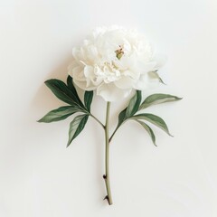 Obraz premium Fresh white peony flower with green leaves lying on white background, conveying purity and elegance