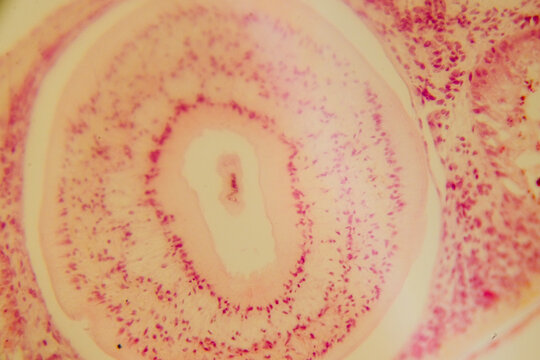 Planaria whole mount slide showing internal organs staine
