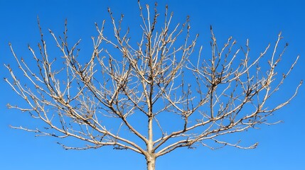 Obraz premium Bare Tree Branches Against Vivid Blue Sky, Nature Photography