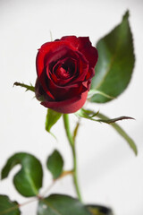 赤い薔薇