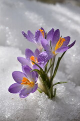 The first crocuses in spring, Sainte-Apolline, Qu&eacute;bec, Canada
