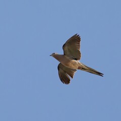 Mourning Dove