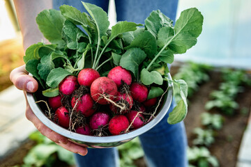 Gardener picking up fresh harvest of red radishes in garden.