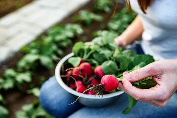 Gardener picking up fresh harvest of red radishes in garden.