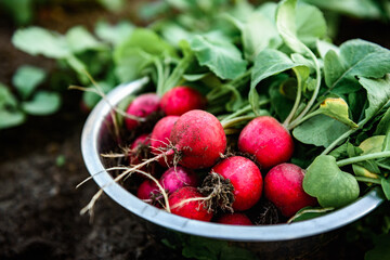 Harvesting red radishes in the garden.