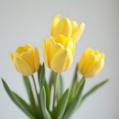 Obraz premium Sun-kissed Yellow Tulips in Elegant Suspension on Gray