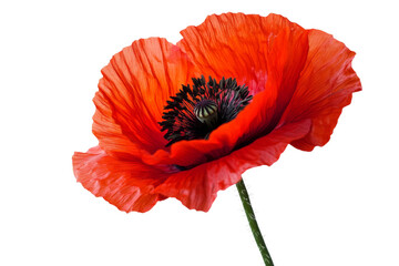Stunning Red Poppy in Close-up View . Transparent background PNG