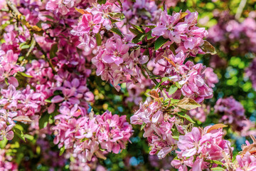 Background with branches of flowering apple tree with red pink flowers
