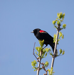 Red-winged Blackbird