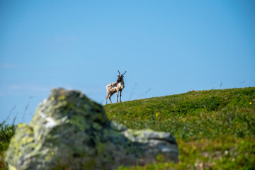 Reindeer in mountain landscape