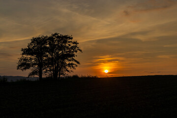 Sunset illuminating a field with trees silhouette at twilight