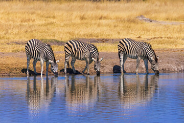 Three Zebras Drinking at Waterhole in Hwange NP, Zimbabwe