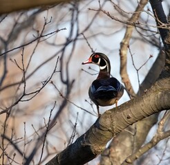 Wood Duck 