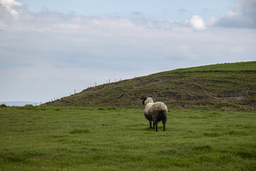 Fototapeta premium Life on the Cliffs of Moher, Ireland. Lush green grass and a calm day on the ocean. 