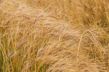 Golden triticale ear close-up in the field