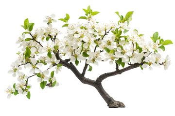 Obraz premium Delicate Spring Blossom Bonsai . Transparent background PNG