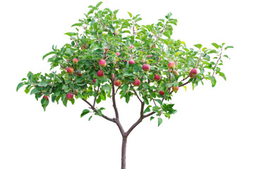 Fototapeta premium Apple Tree with Ripe Fruits - A Nature's Bounty . Transparent background PNG