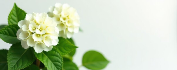 Three pristine white hydrangeas, lush green foliage, clean white backdrop , spring, petals