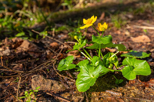 Gelbe Blume im Wald