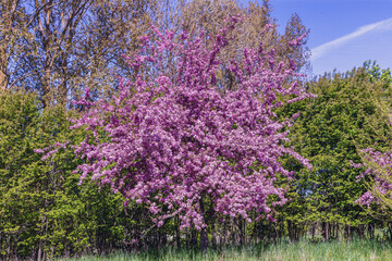 Fototapeta premium Apple trees blooming with pink flowers in the park