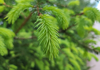 Close up of pine needles