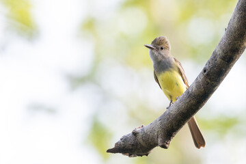 Great crested flycatcher (Myiarchus crinitus) in southwest Florida
