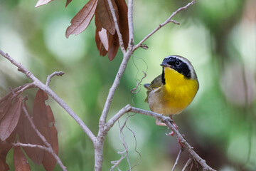 Common yellowthroat (Geothlypis trichas) in southwest Florida