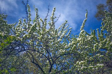 Blooming branches of a wild apple tree on a spring day