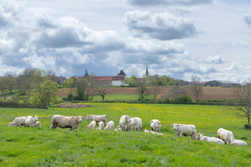 Charolais cattle grazing in green meadow near Cussy la Colonne in Burgundy, France